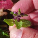 Stachys arvensis (L.) L.Stachys arvensis (L.) L.