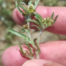Gnaphalium uliginosum L.Gnaphalium uliginosum L.