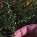 Genista berberidea LangeGenista berberidea Lange