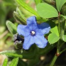 Glandora prostrata (Loisel.) D.C.ThomasGlandora prostrata (Loisel.) D.C.Thomas