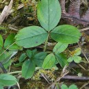 Potentilla montana Brot.Potentilla montana Brot.