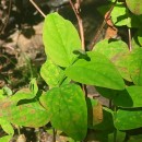 Hypericum androsaemum L.Hypericum androsaemum L.
