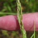 Agrostis canina L.Agrostis canina L.