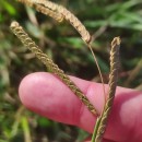 Paspalum dilatatum Poir.Paspalum dilatatum Poir.