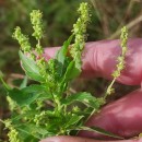 Mercurialis annua L.Mercurialis annua L.