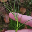 Isolepis fluitans (L.) R.Br.Isolepis fluitans (L.) R.Br.