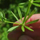 Galium spurium L.Galium spurium L.