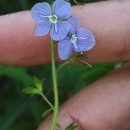 Veronica chamaedrys L.Veronica chamaedrys L.