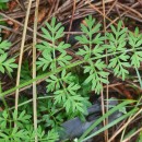 Silphiodaucus prutenicus (L.) Spalik, Wojew., Banasiak, Piwczyñski & Reduron subsp. dufourianus (Rouy & E.G.Camus) ReduronSilphiodaucus prutenicus (L.) Spalik, Wojew., Banasiak, Piwczyñski & Reduron subsp. dufourianus (Rouy & E.G.Camus) Reduron