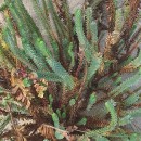 Euphorbia paralias L.Euphorbia paralias L.