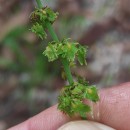 Rumex obtusifolius L.Rumex obtusifolius L.