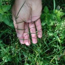 Peucedanum lancifolium LangePeucedanum lancifolium Lange