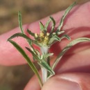 Gnaphalium uliginosum L.Gnaphalium uliginosum L.