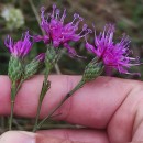 Serratula tinctoria L. subsp. tinctoriaSerratula tinctoria L. subsp. tinctoria