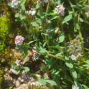 Corrigiola litoralis  L.Corrigiola litoralis L.