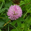 Trifolium pratense L.Trifolium pratense L.