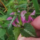 Lamium maculatum L.Lamium maculatum L.