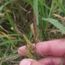 Carex flacca Schreb. subsp. erythrostachys (Hoppe) HolubCarex flacca Schreb. subsp. erythrostachys (Hoppe) Holub