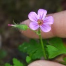 Geranium robertianum L.Geranium robertianum L.