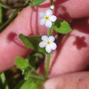Myosotis secunda A. MurrayMyosotis secunda A. Murray