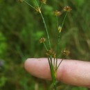 Juncus acutiflorus Ehrh. ex Hoffm.Juncus acutiflorus Ehrh. ex Hoffm.