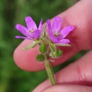 Erodium moschatum (L.) L’Her.Erodium moschatum (L.) L’Her.