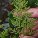 Cystopteris diaphana (Bory) BlasdellCystopteris diaphana (Bory) Blasdell