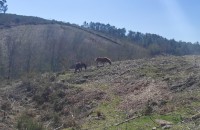Equus ferus L. subsp. caballus .Equus ferus L. subsp. caballus .