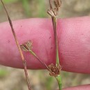 Juncus bulbosus L.Juncus bulbosus L.