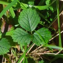 Potentilla sterilis (L.) GarckePotentilla sterilis (L.) Garcke