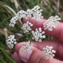 Trocdaris verticillatum (L.) Raf.Trocdaris verticillatum (L.) Raf.