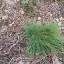 Agrostis curtisii KerguélenAgrostis curtisii Kerguélen