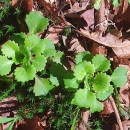 Saxifraga spathularis Brot.Saxifraga spathularis Brot.