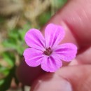 Geranium robertianum L.Geranium robertianum L.