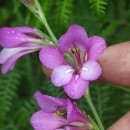 Gladiolus communis L.Gladiolus communis L.