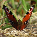 Aglais io (Linnaeus, 1758)Aglais io (Linnaeus, 1758)