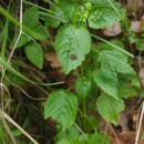 Mercurialis ambigua L. FilMercurialis ambigua L. Fil