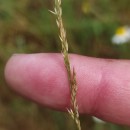 Agrostis canina L.Agrostis canina L.