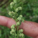 Chenopodium album L.Chenopodium album L.