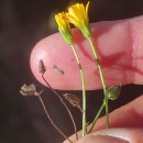Crepis capillaris (L.) Wallr.Crepis capillaris (L.) Wallr.