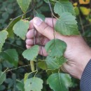 Betula celtiberica Rothm. & Vasc.Betula celtiberica Rothm. & Vasc.