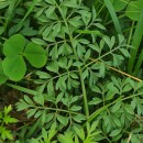 Silphiodaucus prutenicus (L.) Spalik, Wojew., Banasiak, Piwczyñski & Reduron subsp. dufourianus (Rouy & E.G.Camus) ReduronSilphiodaucus prutenicus (L.) Spalik, Wojew., Banasiak, Piwczyñski & Reduron subsp. dufourianus (Rouy & E.G.Camus) Reduron