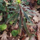 Euphorbia amygdaloides L.Euphorbia amygdaloides L.
