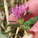 Trifolium pratense L.Trifolium pratense L.