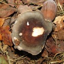 Russula sp. Pers. 1796Russula sp. Pers. 1796