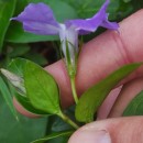 Vinca major L.Vinca major L.