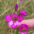 Gladiolus communis L.Gladiolus communis L.