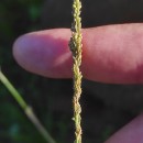 Sporobolus indicus (L.) R. Br.Sporobolus indicus (L.) R. Br.