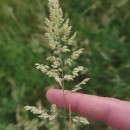 Holcus lanatus L.Holcus lanatus L.