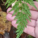 Asplenium onopteris L.Asplenium onopteris L.